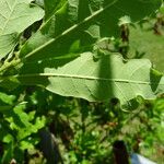 Quercus austrina Fulla