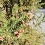 Picea sitchensis Flower