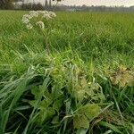 Heracleum sphondylium ശീലം