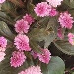 Celosia argentea Tabia