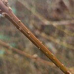 Forsythia intermedia Azala