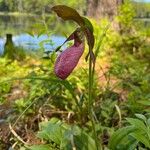 Cypripedium acauleCvet