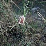 Fritillaria pyrenaica പുഷ്പം