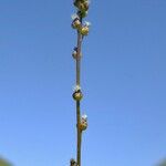 Triglochin palustris Blüte