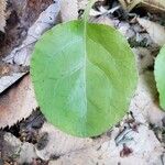 Pyrola elliptica 葉