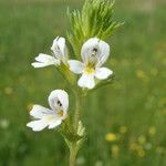Euphrasia pectinata Fleur