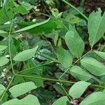 Albizia gummifera Leaf