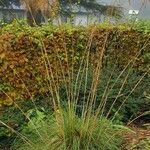 Celtica gigantea Blatt