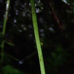 Asplenium lividum Leaf