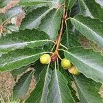 Quercus montana Fruto