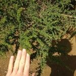 Adenocarpus viscosus Hostoa