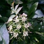 Oenanthe sarmentosa Flower