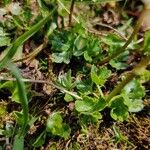 Ranunculus alpestris Leaf