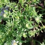 Symphyotrichum ericoides Lapas