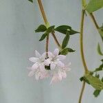 Richardia brasiliensis Flower