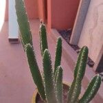 Stapelia gigantea Blad