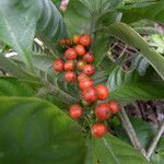 Psychotria racemosa Ffrwyth