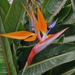 Strelitzia reginaeŽiedas