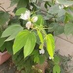 Bauhinia acuminata Blatt