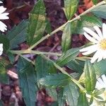 Aster ageratoides Blatt