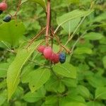 Viburnum nudum Owoc