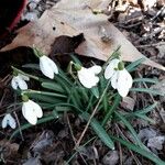 Galanthus nivalis 花