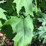 Smallanthus uvedalia Leaf