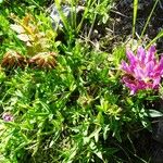 Trifolium alpinum عادت