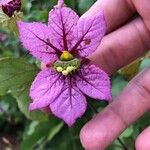 Dalechampia aristolochiifolia Λουλούδι