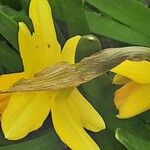 Narcissus cyclamineus Цветок