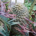 Encephalartos altensteinii