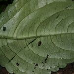 Impatiens macroptera Leaf