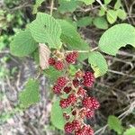 Rubus urticifolius Fruit