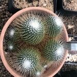 Mammillaria spinosissima Листок