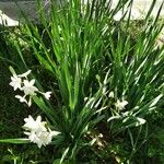 Narcissus papyraceus Floro