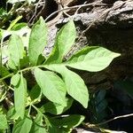 Solanum seaforthianum Leaf