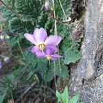 Ramonda myconi Flower