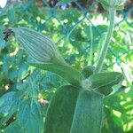 Silene latifolia Muu