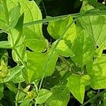 Linum grandiflorum Leaf