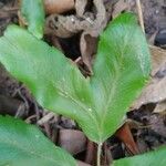 Dryopteris sieboldii Leaf