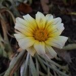 Gazania rigens Flower