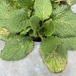 Borago officinalisLeaf