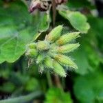 Pelargonium zonale Altro