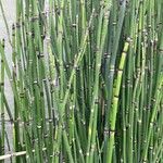 Equisetum giganteum Ліст