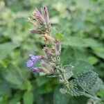 Nepeta × faassenii Floare