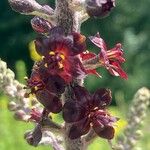 Veratrum nigrum Blüte