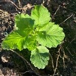 Primula malacoides Levél