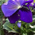 Viola x wittrockiana عادت داشتن