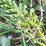 Neottia ovata Flower