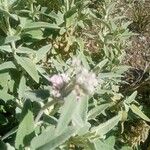 Phlomis italica Λουλούδι